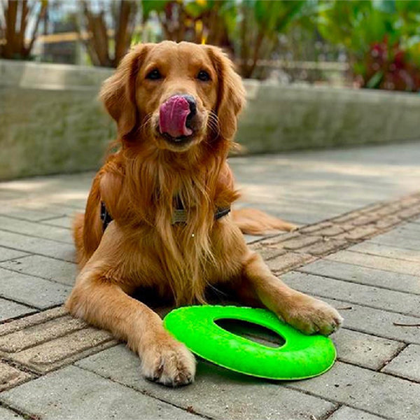 Juguete para perro Frisbee – IL MIO PET