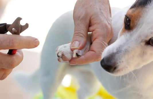 Cómo cortarle las uñas a mi mascota