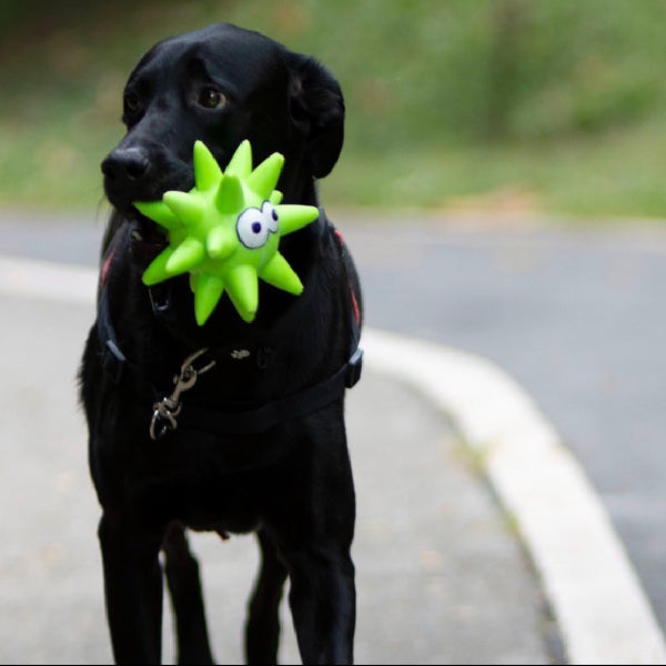 Juguete para perro Star